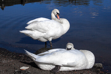 white swan on the lake