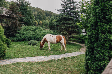 Horse in a field grazing grass behind trees