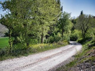 Obraz premium Carretera de tierra en curva a la izquierda y descendiendo entre árboles verdes
