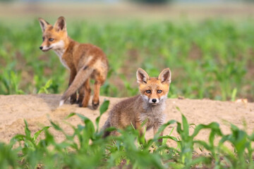Two baby European red foxes in the spring corn field
