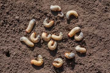 Harmful larvae for plants in the ground