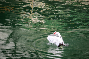 White duck on the lake trying to fly