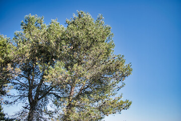 Un árbol pino con gran cantidad de piñas abiertas colgando de sus ramas durante la primavera