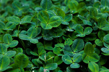 clovers after rain