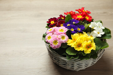 Fototapeta na wymiar Primrose Primula Vulgaris flowers in basket on floor, space for text. Spring season