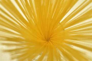 放射線状に開いたパスタ