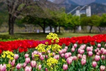 Fototapeta na wymiar tulip field in spring