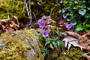 violet on a mountain