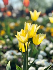 Beautiful yellow tulips garden blossoming during spring