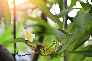 Fototapeta na wymiar Group of white flowers (Adenium flower, Frangipani, Plumeria) with natural background in the garden at Thailand. 