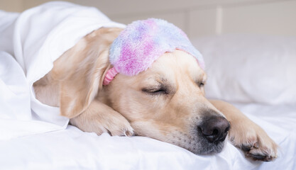 Golden Retriever sleeps in a pink sleep mask. The dog lies on a white bed under a blanket.