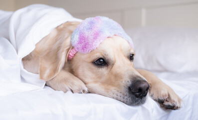 Golden Retriever sleeps in a pink sleep mask. The dog lies on a white bed under a blanket.