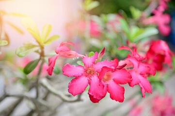 Group of pink, red flowers (Adenium flower, Frangipani, Plumeria) with natural background in the garden at Thailand. 
