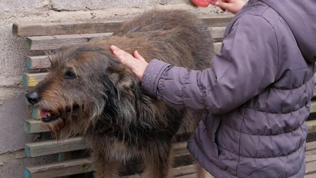Hands of a young girl combing the dog. Care for long fur animals. Combs for pets. Love, supportng, caring, puppies adoption concept. Street homeless mongrel shelter. A dog sits on wooden bench outdoor