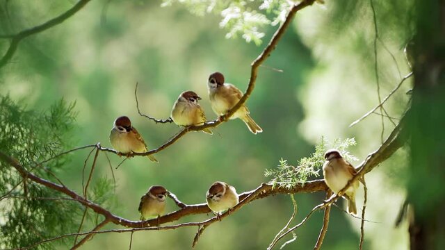  6 cute birds perching on a tree, blurred green background