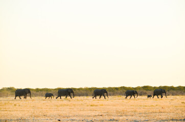 Fototapeta na wymiar wild african elephants walking in a row