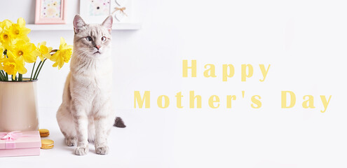 Happy Mothers Day greeting card with flowers and cat. Bouquet of yellow daffodils on white background.