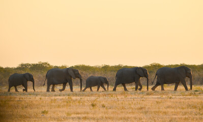 Elephant herd walking