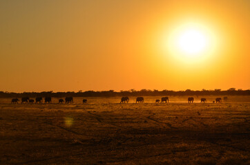 Elephant family in a row sunset © Esther Han