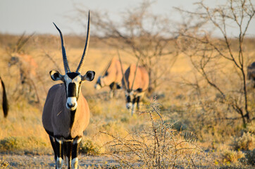 Gemsbok deer herd