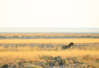 A lioness stretching