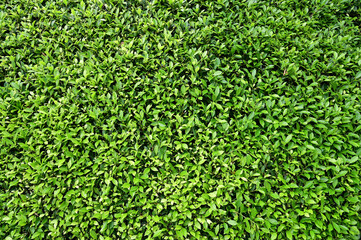 Green leaves wall background. Decorative leaf texture.