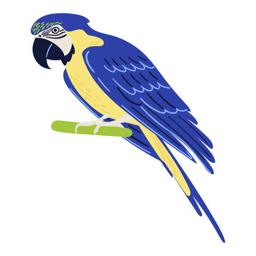 recommend clip art: Vector cartoon tropical illustration with blue and gold macaw parrot.