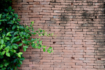 Green Creeper Plant on Red brick wall for texture and backgrounds.