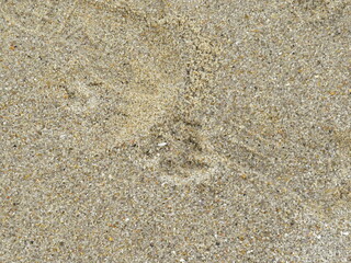 Fototapeta na wymiar dog marks on the sand