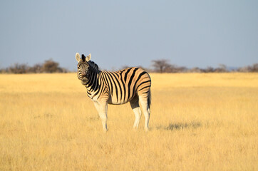 Lone zebra in the wild