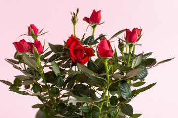 Bushy indoor roses in a white pot. Growing and selling decorative miniature flowers. A perfect gift for your birthday, Valentine's Day, March 8, Mother's Day. Home and street flower close-up