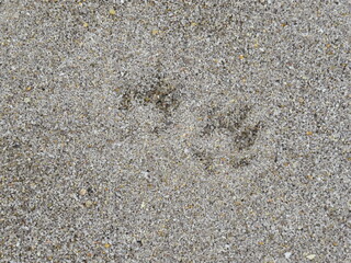 dog marks on the sand