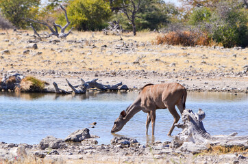 Kudu drinking water in the wild