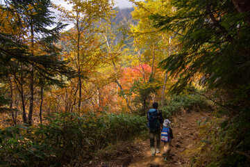 Obraz premium 紅葉