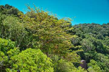 Obraz premium Stunning, scenic view with turquoise blue water of the Andaman sea at Similan Islands