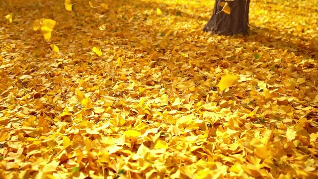 Golden ginkgo leaves fell from the trees and scattered on the ground