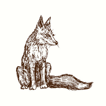 Fox sitting. Ink black and white doodle drawing in woodcut style.