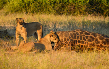 Lions eating a giraffe
