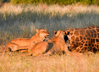 Two lionesses eating a giraffe