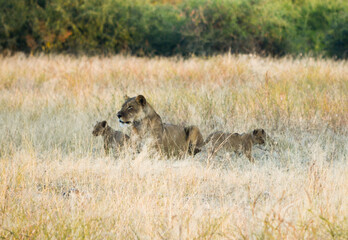 A lioness with her lion cubs in the wild