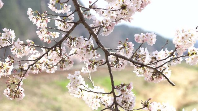 桜と通過する列車
