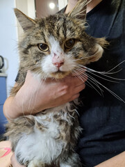 large fluffy cat in the arms of an animal shelter