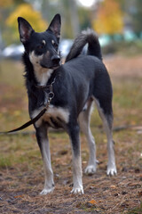 black and brown dog mongrel at animal shelter