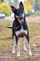 black and brown dog mongrel at animal shelter