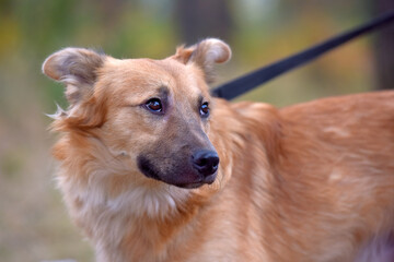 ginger mongrel dog at animal shelter