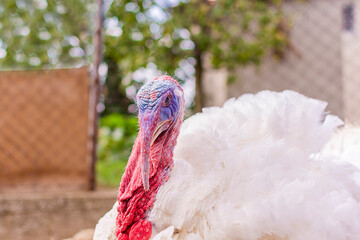 One breeding male turkey on a domestic farm close