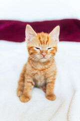 Cute ginger kitten sits of sofa