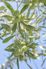 Obraz na płótnie Canvas One green olives branch with blue sky close