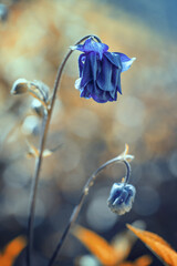 Kwiaty, niebieskie orliki w ogrodzie (Aqulegia vulgaris) - obrazy, fototapety, plakaty
