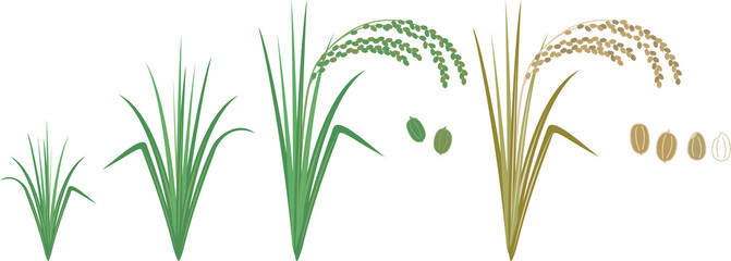 稲の成長を描いたイラストです